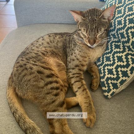 Photo 1/1 B&eacute;b&eacute; chou Chat lost in Fargues saint hilaire