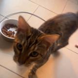 Picture of cat found at Tourcoing