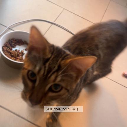 Photo 1/1 Found cat Found in Tourcoing