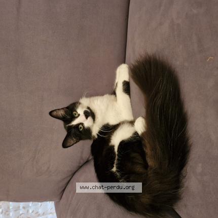 Photo 1/1 Menouch Chat lost in Mulhouse