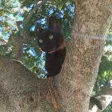 Picture of cat lost at Le Mans