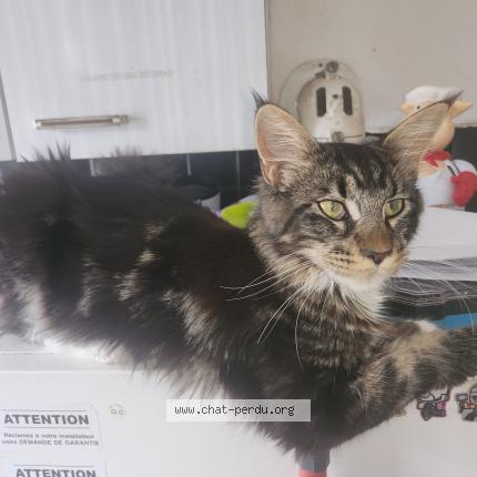 Photo 1/1 Wolverine Chat lost in Caumont l evente