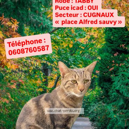 Photo 1/1 Ulysse Chat lost in Cugnaux