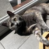 Picture of cat lost at Lille