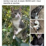 Picture of cat lost at Saint Maur