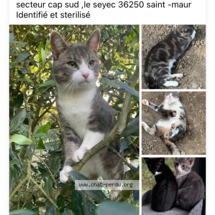Photo 1/1 Voyou Chat lost in Saint maur