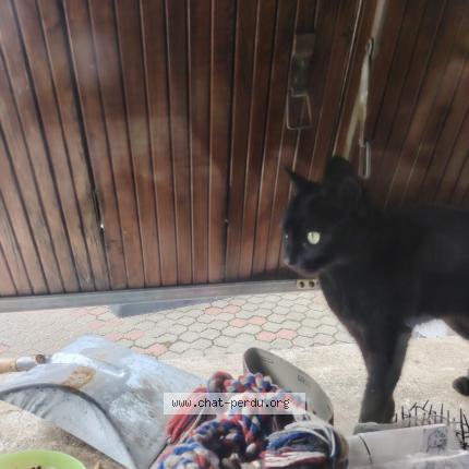 Photo 1/1 Found cat Found in Valennes