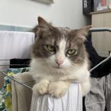 Picture of cat lost at Saint Pierre