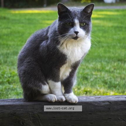 Photo 1/1 Found cat Found in Copetown