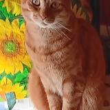 Picture of cat lost at Lingolsheim