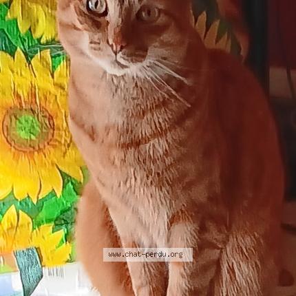 Photo 1/1 Titi Chat lost in Lingolsheim