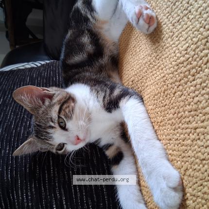 Photo 1/1 Moon Chat lost in Le plessis grammoire