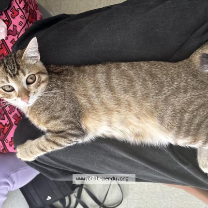 Photo 1/1 Simba-Alyx Chat lost in Chambly