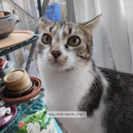 Photo 1/1 Louni Chat lost in St herblain