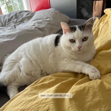 Photo 1/1 Cooky Chat lost in La tour de peilz