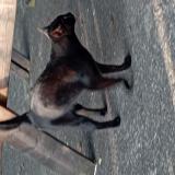 Picture of cat lost at St Didier En Velay