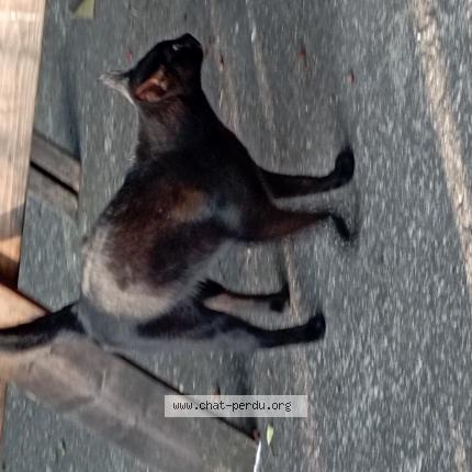 Photo 1/1 Moka Chat lost in St didier en velay