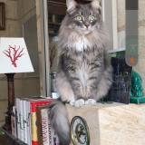 Picture of cat lost at Les Carroz