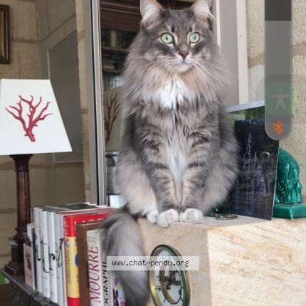 Photo 1/1 P&eacute;pito Chat lost in Les carroz