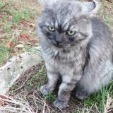 Picture of cat lost at Bourg De Peage