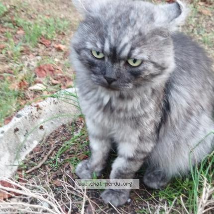 Photo 1/1 Cat reunited Lost in Bourg de peage