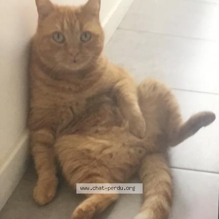 Photo 1/1 Anatole Chat lost in Portsall