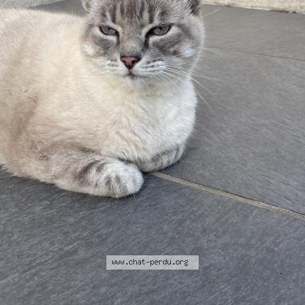 Photo 1/1 Loukoume Chat lost in Niort