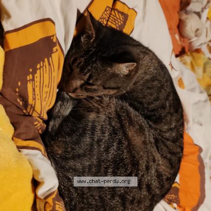 Photo 1/1 Ninouche Chat lost in Tilh