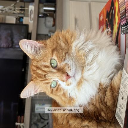 Photo 1/1 Noumi Chat lost in Saint maur des fosses