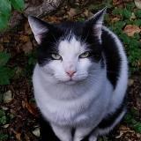 Picture of cat found at Abbeville