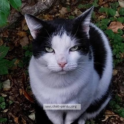 Photo 1/1 Found cat Found in Abbeville