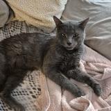 Picture of cat lost at Au