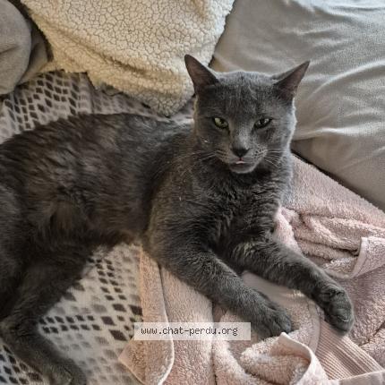 Photo 1/1 Beerus Chat lost in Au