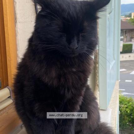 Photo 1/1 Japhar Chat lost in Saint laurent