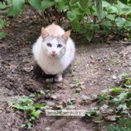 Photo 1/1 Found cat Found in Chambery