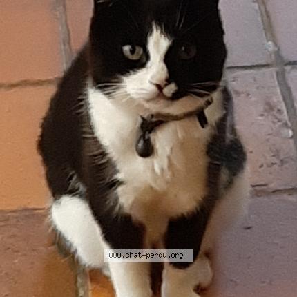 Photo 1/1 Fayette Chat lost in La foye monjault