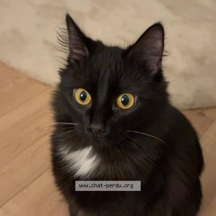 Photo 1/1 Minoush Chat lost in Orleans