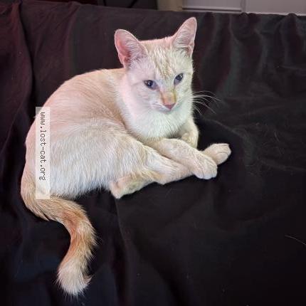 Photo 1/1 sno Chat lost in Dallas