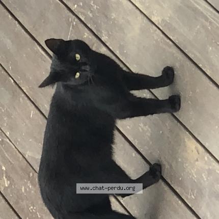 Photo 1/1 Found cat Found in Ychoux