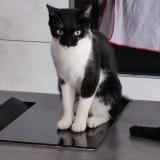 Picture of cat lost at Oberschaeffolsheim