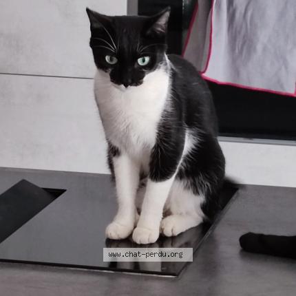 Photo 1/1 Mimi Chat lost in Oberschaeffolsheim