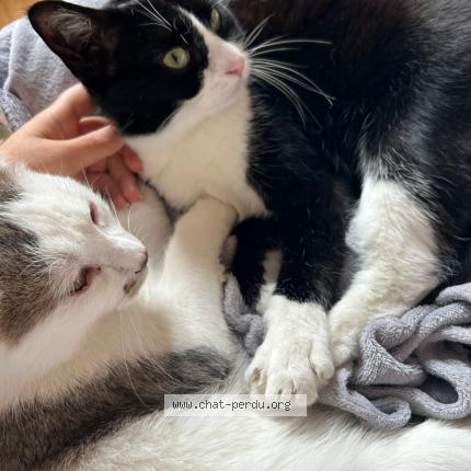 Photo 1/1 Mando Chat lost in Evreux