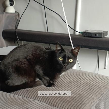 Photo 1/1 Sant&ugrave; Chat lost in Serignan