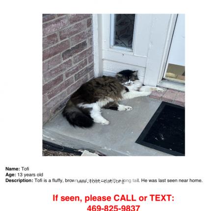 Photo 1/1 Tofi Chat lost in Sachse