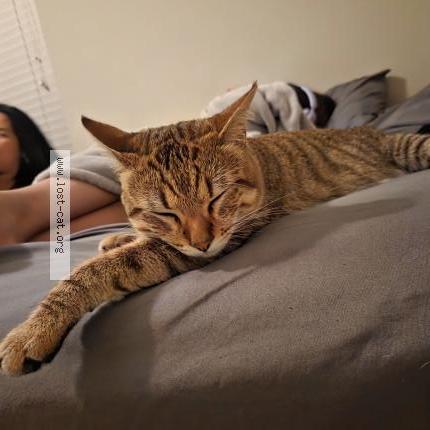 Photo 1/1 Niño Chat lost in Chicago