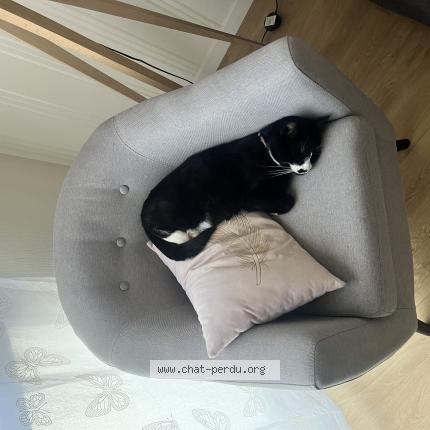 Photo 1/1 Berlioz Chat lost in Aubiere