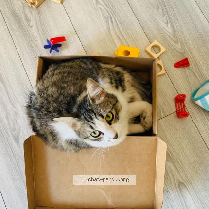 Photo 1/1 Louve Chat lost in Arles