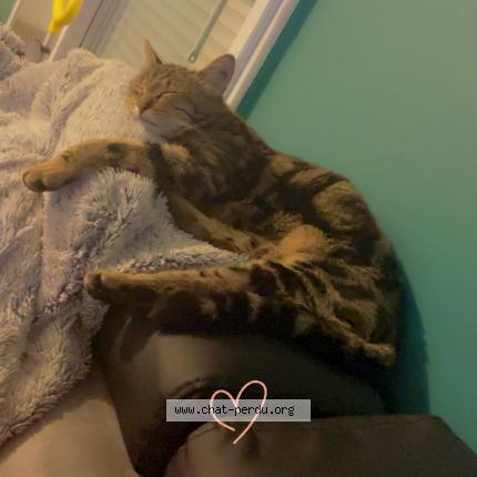 Photo 1/1 Dobby Chat lost in Saint pierre en val