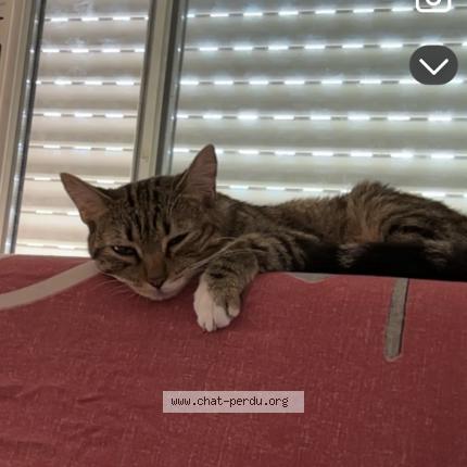 Photo 1/1 Nala Chat lost in Rodez