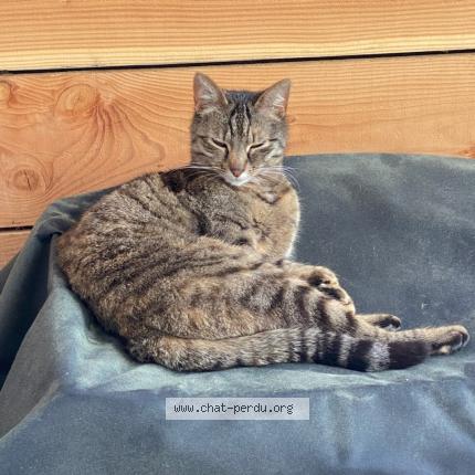 Photo 1/1 Moumoune Chat lost in 33600 pessac
